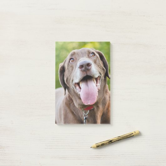 Chocolate Labrador Dog Post-it® Notes (Op bureau)