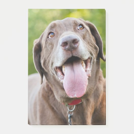 Chocolate Labrador Dog Post-it® Notes (Voorkant)