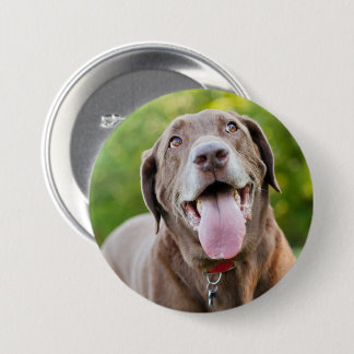Chocolate Labrador Dog Ronde Button 7,6 Cm