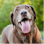 Chocolate Labrador Dog Staand Fotobeeldje<br><div class="desc">Happy chocolade Labrador Retriever hond aan het pannen in het park</div>