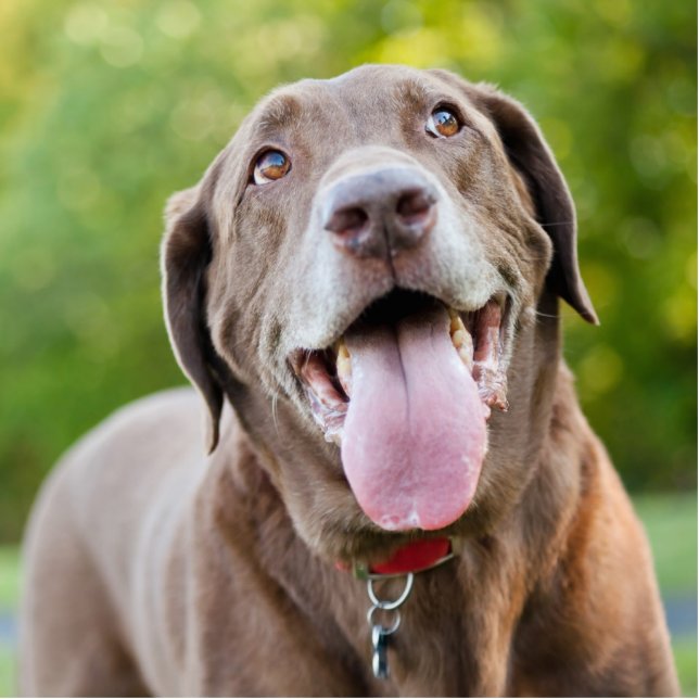 Chocolate Labrador Dog Staand Fotobeeldje (Voorkant)