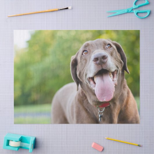 Chocolate Labrador Dog Tissuepapier (Craft)