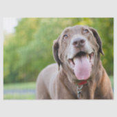 Chocolate Labrador Dog Tissuepapier (Voorkant)