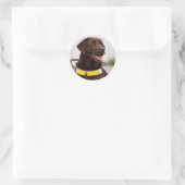 Chocolate Labrador Guide Dog Graduation  Ronde Sticker (Tas)