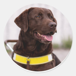 Chocolate Labrador Guide Dog Graduation  Ronde Sticker