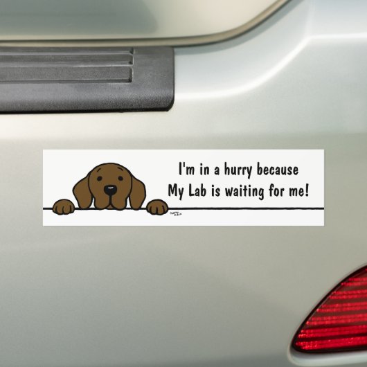 Chocolate Labrador kijkt naar je Bumpersticker (Op auto)