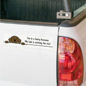 Chocolate Labrador kijkt naar je Bumpersticker (Op Truck)