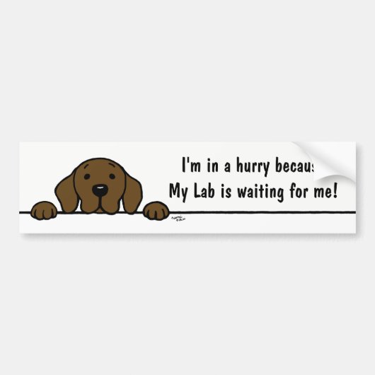 Chocolate Labrador kijkt naar je Bumpersticker (Voorkant)