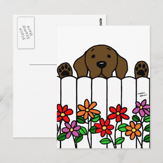 Chocolate Labrador kijkt naar jou Briefkaart (Voorkant / Achterkant)