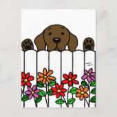 Chocolate Labrador kijkt naar jou Briefkaart (Voorkant)