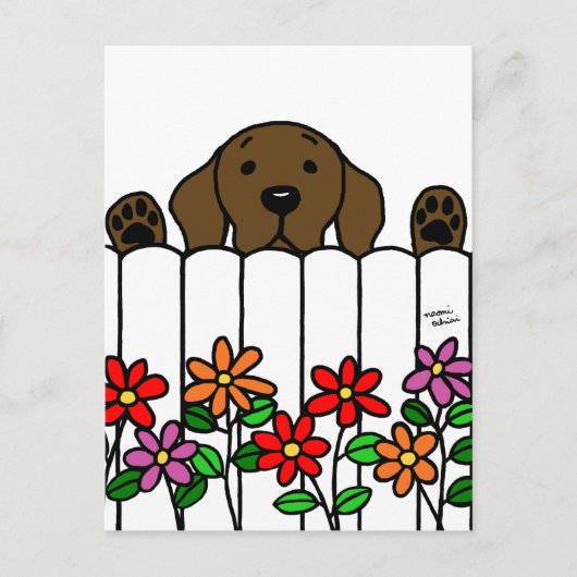 Chocolate Labrador kijkt naar jou Briefkaart (Voorkant)