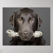 Chocolate Labrador Poster (Voorkant)