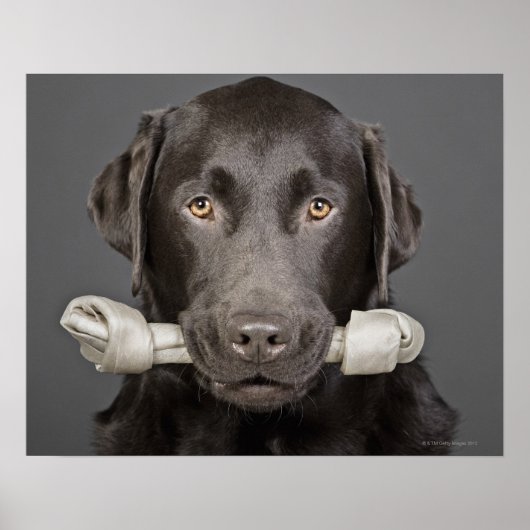Chocolate Labrador Poster (Voorkant)
