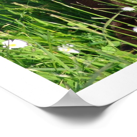 Chocolate Labrador Retriever in Grass Poster (Hoek)