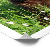 Chocolate Labrador Retriever in Grass Poster (Hoek)