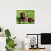 Chocolate Labrador Retriever in Grass Poster (Thuiskantoor)