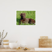 Chocolate Labrador Retriever in Grass Poster (Keuken)