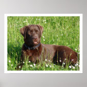 Chocolate Labrador Retriever in Grass Poster (Voorkant)