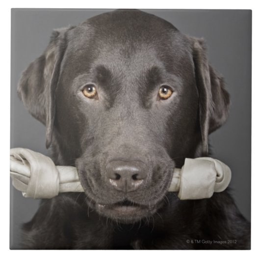 Chocolate Labrador Tegeltje (Voorkant)