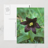 Chocolate Lily Briefkaart (Voorkant / Achterkant)