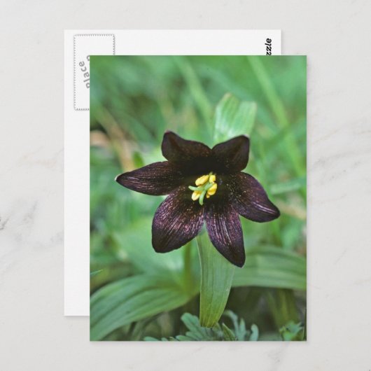 Chocolate Lily Briefkaart (Voorkant / Achterkant)