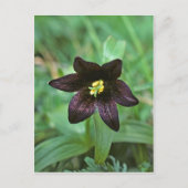 Chocolate Lily Briefkaart (Voorkant)