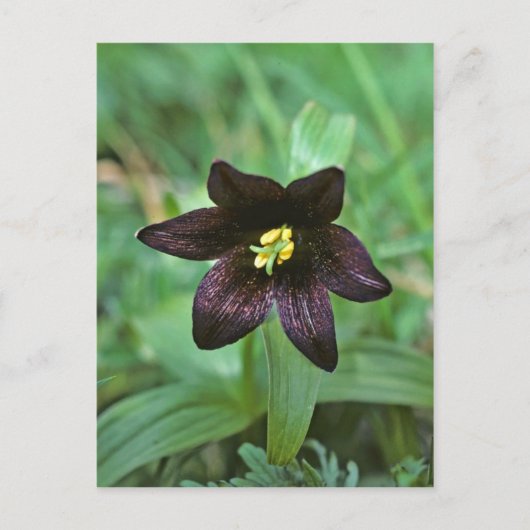 Chocolate Lily Briefkaart (Voorkant)