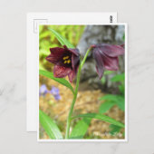 Chocolate Lily Briefkaart (Voorkant / Achterkant)