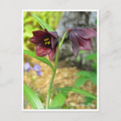 Chocolate Lily Briefkaart (Voorkant)