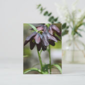 Chocolate Lily:Briefkaart Briefkaart (Staand voorkant)