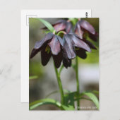 Chocolate Lily:Briefkaart Briefkaart (Voorkant / Achterkant)