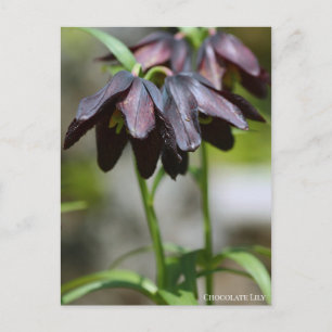 Chocolate Lily:Briefkaart Briefkaart