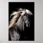 Chocolate Rocky Mountain Horse Poster (Voorkant)