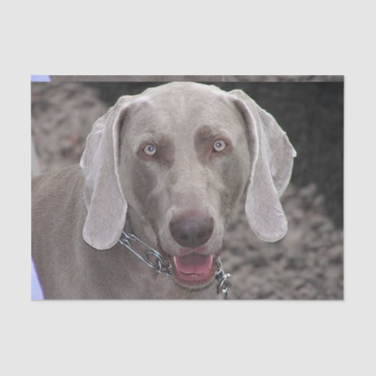 Chocolate Weimaraner Tissuepapier (Voorkant)