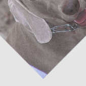 Chocolate Weimaraner Tissuepapier (Detail)