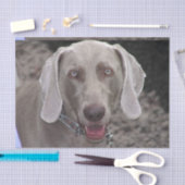Chocolate Weimaraner Tissuepapier (Craft)