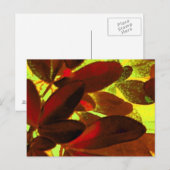 Choisya Autumn 2 briefkaart (Voorkant / Achterkant)