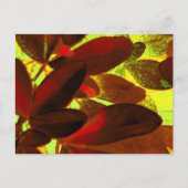 Choisya Autumn 2 briefkaart (Voorkant)