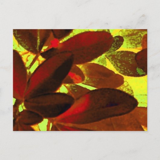 Choisya Autumn 2 briefkaart (Voorkant)