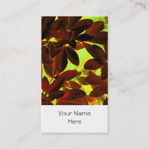 Choisya Autumn 2 visitekaartje wit portret