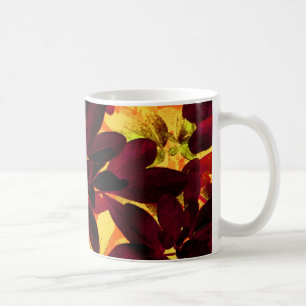 Choisya Autumn mok met twee tonijnen