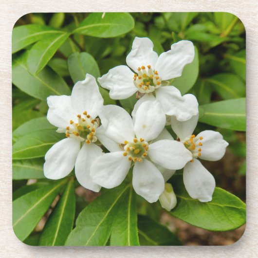 Choisya Ternata Bier Onderzetter (Voorkant)
