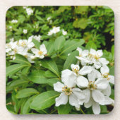 Choisya Ternata Bier Onderzetter (Voorkant)