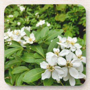 Choisya Ternata Bier Onderzetter