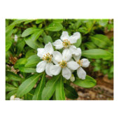 Choisya Ternata Foto Afdruk (Voorkant)