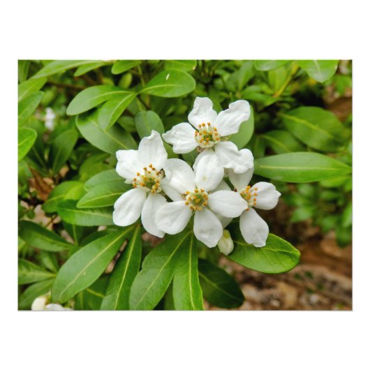 Choisya Ternata Foto Afdruk (Voorkant)