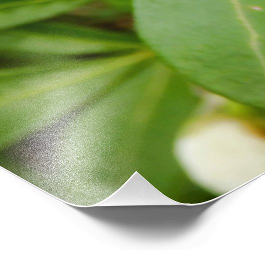 Choisya Ternata Foto Afdruk (Hoek)