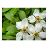 Choisya Ternata Foto Afdruk (Voorkant)