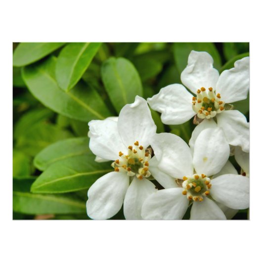 Choisya Ternata Foto Afdruk (Voorkant)