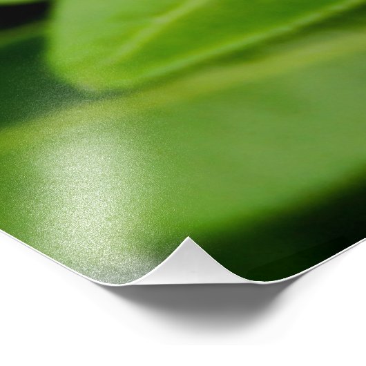 Choisya Ternata Foto Afdruk (Hoek)